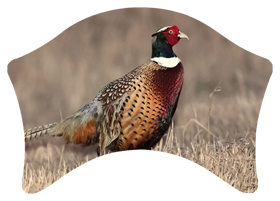 DABAN-307 Pheasant 1